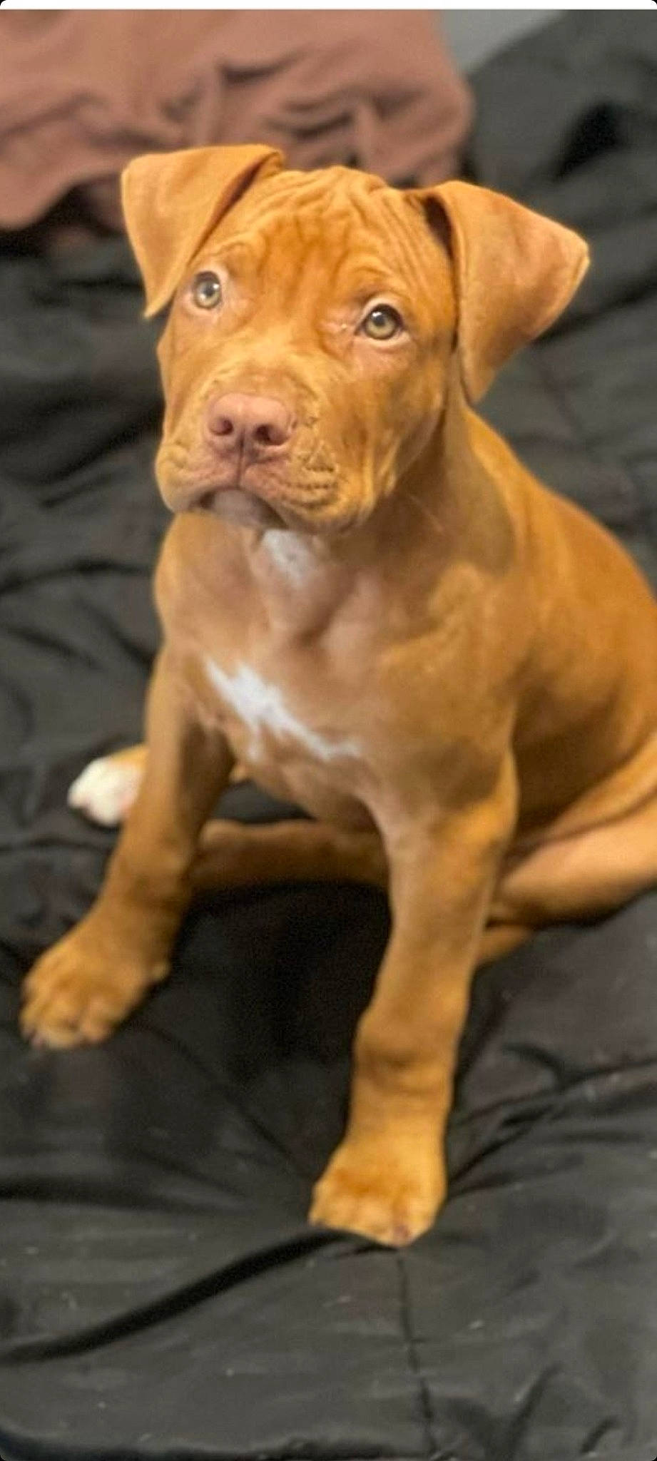 Sky participe au concours pour gagner de l'argent avec cette photo : ancient_dog_breeds, canidae, carnivore, companion_dog, dog, dog_breed, fawn, fur, hunting_dog, liver, molosser, non_sporting_group, snout, sporting_group, tail, terrestrial_animal, whiskers, working_animal, working_dog, wrinkle