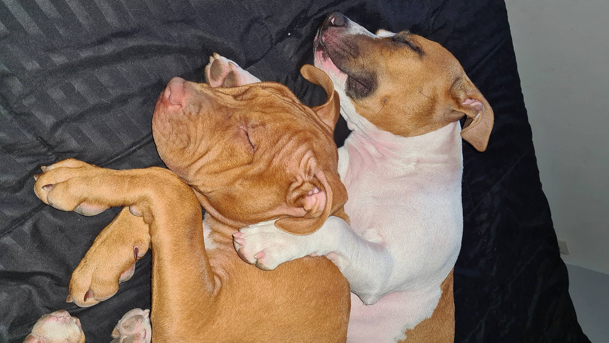 Sky participe au concours pour gagner de l'argent avec cette photo : canidae, carnivore, comfort, companion_dog, dog, dog_breed, ear, fawn, felidae, fur, mammal, nap, paw, sleep, snout, sporting_group, toy_dog, working_animal, wrinkle, wrist