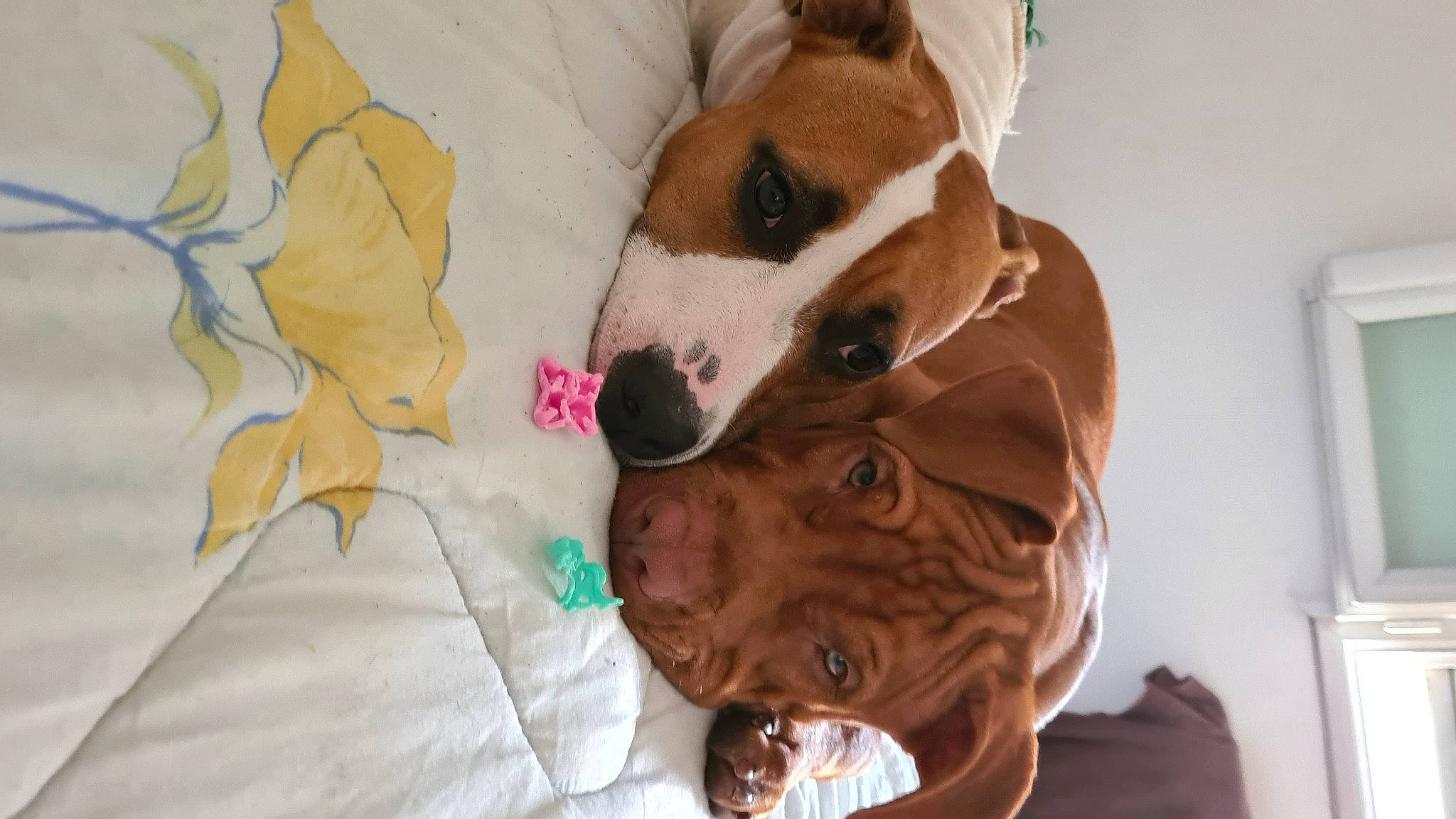 Sky participe au concours pour gagner de l'argent avec cette photo : canidae, carnivore, collar, comfort, companion_dog, dog, dog_bed, dog_breed, dog_supply, fawn, fur, linens, liver, non_sporting_group, paw, puppy, snout, sporting_group, whiskers, working_animal