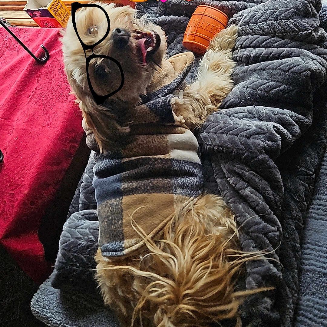 Komit joined the competition — help win amazing prizes! accessories, animal, blanket, canine, couch, cushion, dog, face, furniture, glasses, head, homedecor, hound, indoors, person, pet, photography, portrait, puppy, terrier