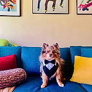 Leo joined the competition — help win amazing prizes! blue_couch, canine, casual, colorful, cozy, decor, dog, frog_painting, furniture, green_pillow, indoor, living_room, pet, portrait, red_pillow, seated, small_dog, tuxedo, wall_art, yellow_pillow