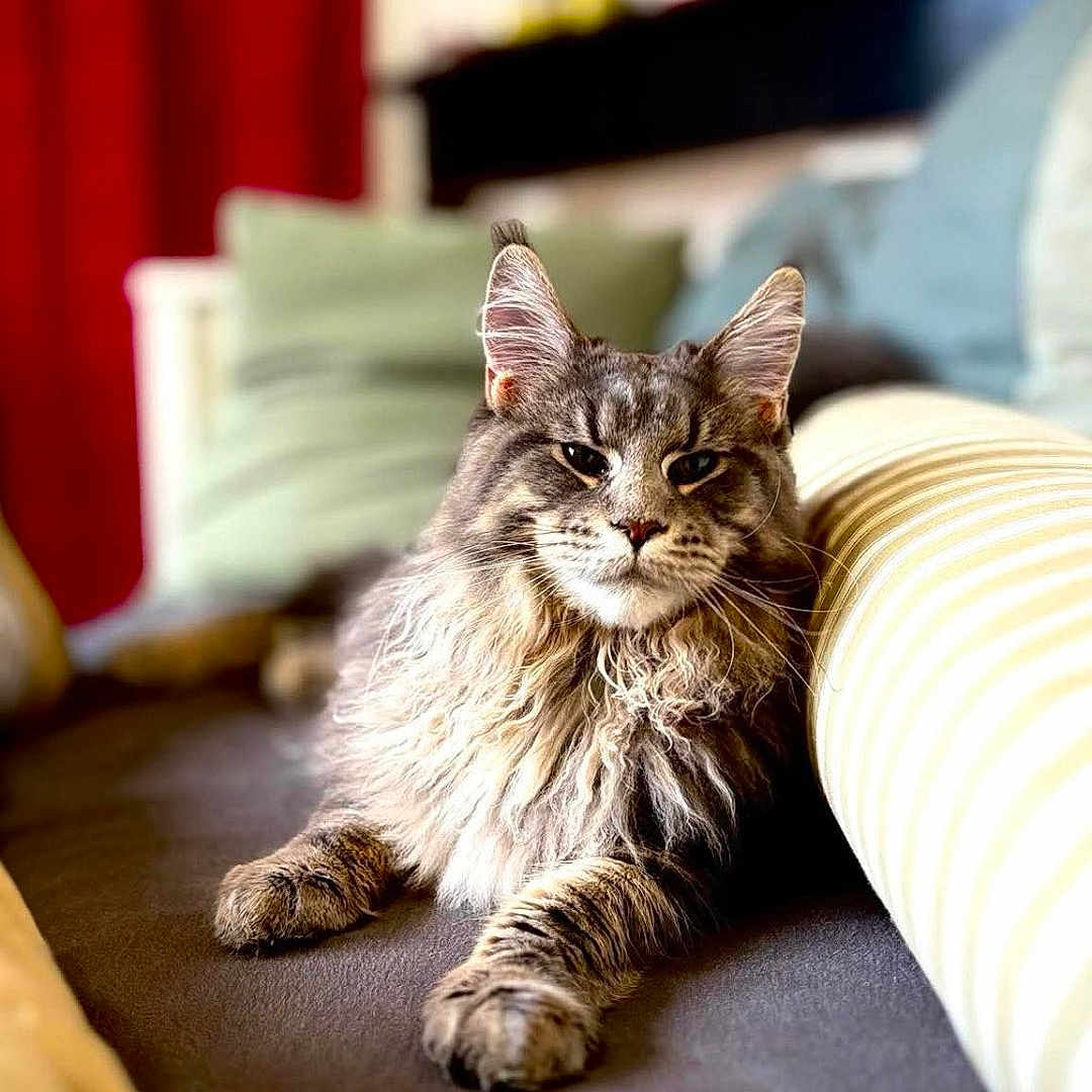 Venus a rejoint le concours — aidez-le/la à gagner de superbes lots ! animal, architecture, building, cat, couch, cushion, furniture, hardwood, homedecor, indoors, interiordesign, kitten, livingroom, manx, person, pet, photography, room, sleeping, wood