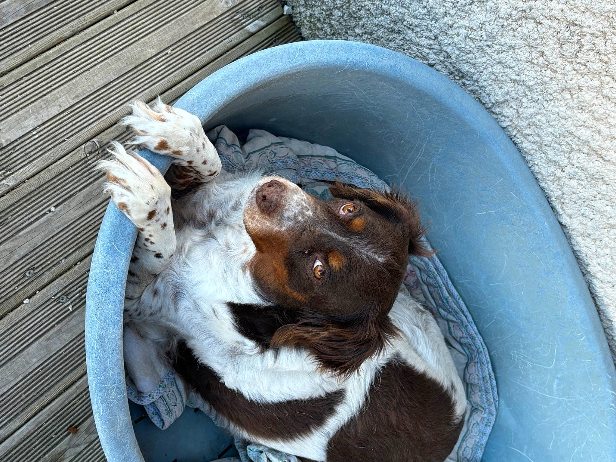 Doly a rejoint le concours — aidez-le/la à gagner de superbes lots ! automotive_tire, canidae, carnivore, cat_supply, companion_dog, dog, dog_breed, fang, fur, jaw, liver, paw, pet_supply, puppy, snout, sporting_group, tail, terrestrial_animal, whiskers, working_animal