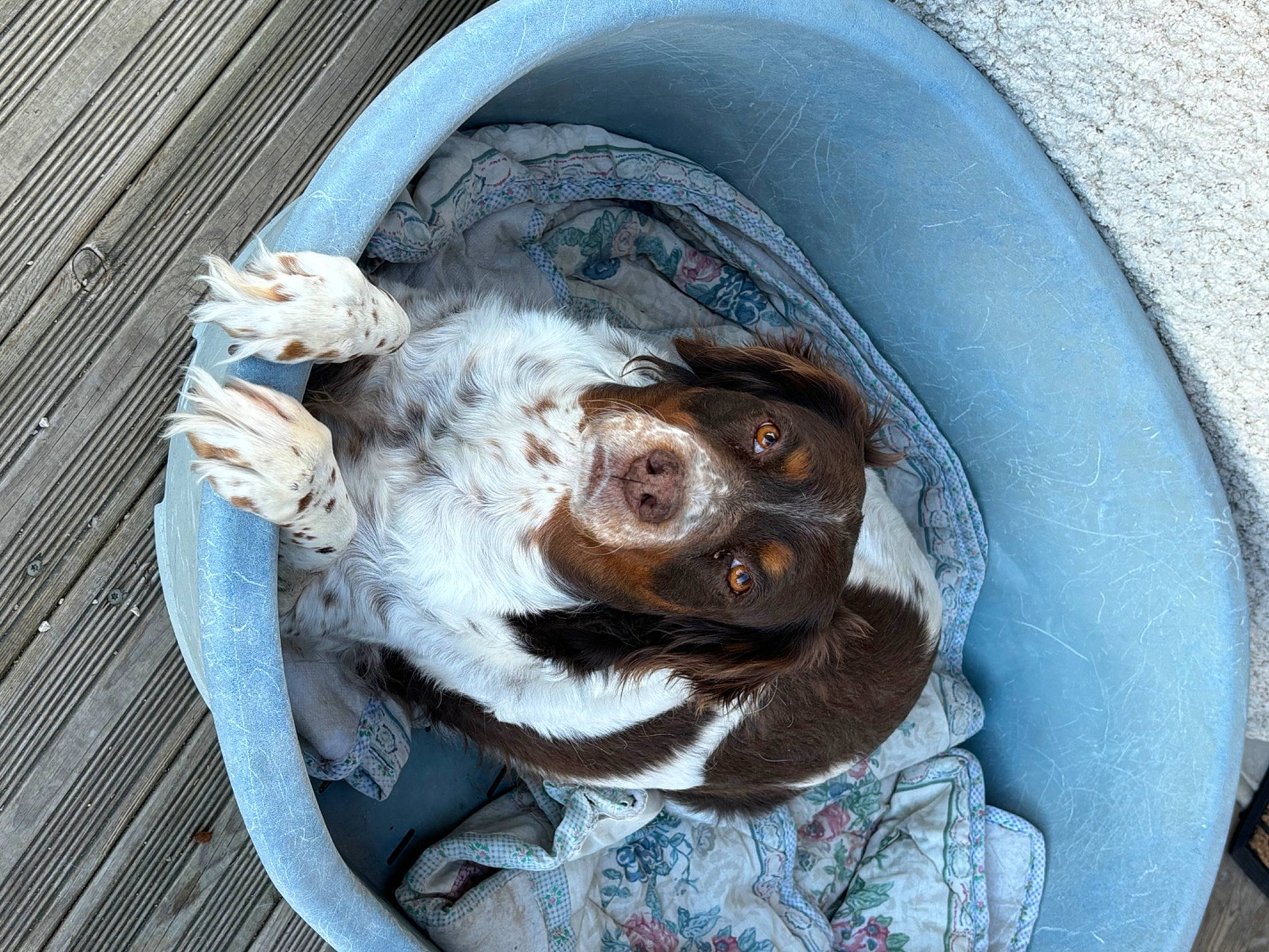 Doly a rejoint le concours — aidez-le/la à gagner de superbes lots ! automotive_tire, bathing, canidae, carnivore, companion_dog, dog, dog_breed, fawn, fish, fur, hubcap, jaw, liver, pet_supply, puppy, snout, sporting_group, whiskers, working_animal