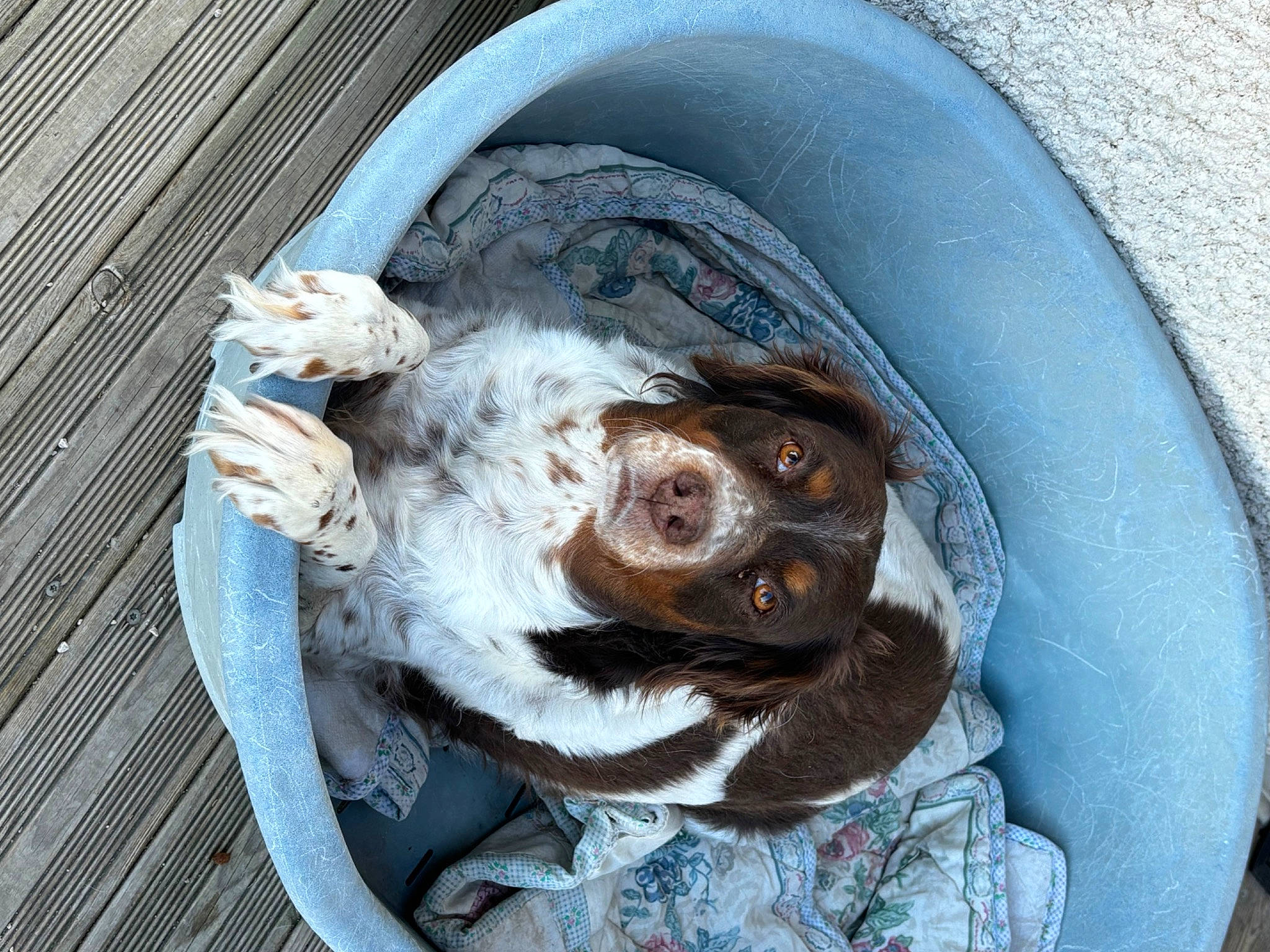 Doly participe au concours pour gagner de l'argent avec cette photo : automotive_tire, bathing, canidae, carnivore, circle, companion_dog, dog, dog_breed, fur, hubcap, liver, metal, pet_supply, sporting_group, whiskers, working_animal