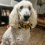 Xander joined the competition — help win amazing prizes! attentive, bookshelf, bow_tie, canine, carpet, companion, curly_fur, cute, decor, dog, domestic_animal, flooring, furniture, indoor, living_room, pet, poodle, portrait, sitting, white_dog