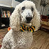 attentive, bookshelf, bow_tie, canine, carpet, companion, curly_fur, cute, decor, dog, domestic_animal, flooring, furniture, indoor, living_room, pet, poodle, portrait, sitting, white_dog