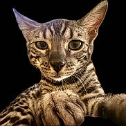 Ember is registered to the contest to win money with this photo: cat, close_up, animal, pet, feline, paw, whiskers, ears, spotted, face, eyes, portrait, domestic_animal, looking_at_camera, black_background, fur, mammal, cute, curious, animal_portrait