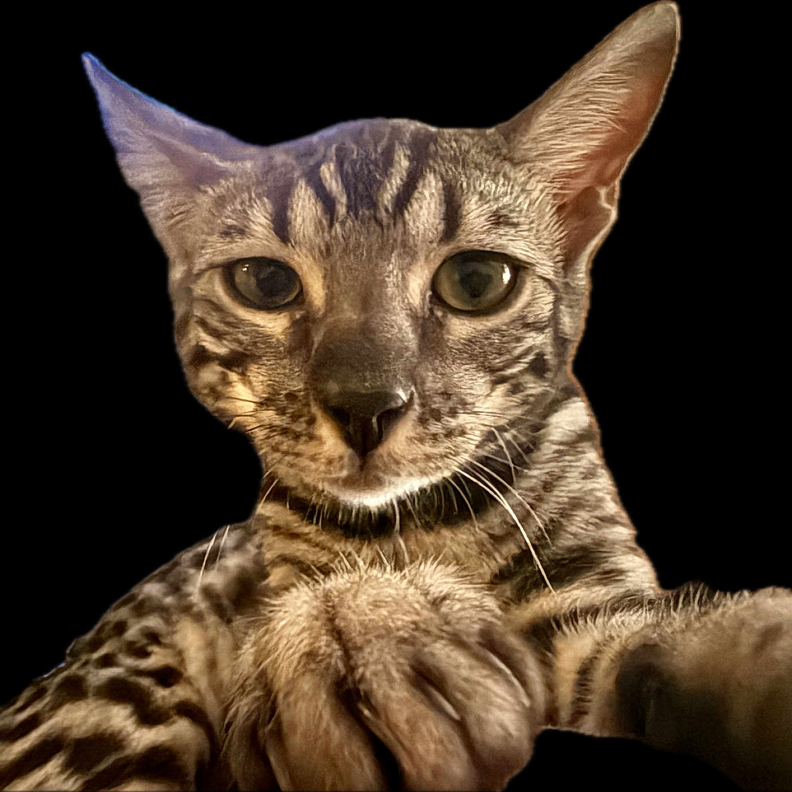 Ember is registered to the contest to win money with this photo: cat, close_up, animal, pet, feline, paw, whiskers, ears, spotted, face, eyes, portrait, domestic_animal, looking_at_camera, black_background, fur, mammal, cute, curious, animal_portrait