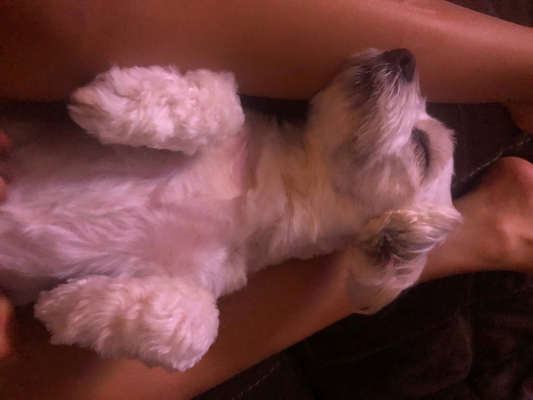 Bentley joined the competition — help win amazing prizes! carnivore, comfort, companion_dog, dog_breed, felidae, foot, fur, gesture, nap, non_sporting_group, paw, small_to_medium_sized_cats, tail, terrier, toy_dog, whiskers