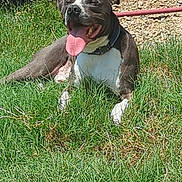 Chevy is registered to the contest to win money with this photo: animal, brown, canine, collar, dog, domestic, fence, grass, happy, leash, nature, outdoor, pet, resting, smiling, summer, sunlight, tongue_out, white, yard