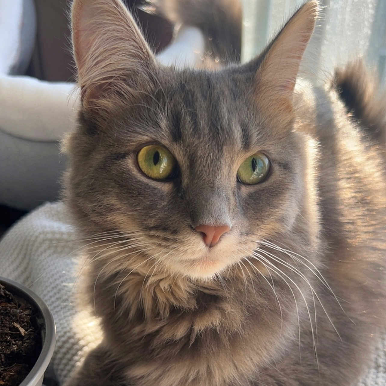 Luna joined the competition — help win amazing prizes! abyssinian, alloywheel, angora, animal, brasssection, car, carwheel, cat, cookware, couch, furniture, horn, kitten, machine, manx, musicalinstrument, pet, plant, pot, spoke