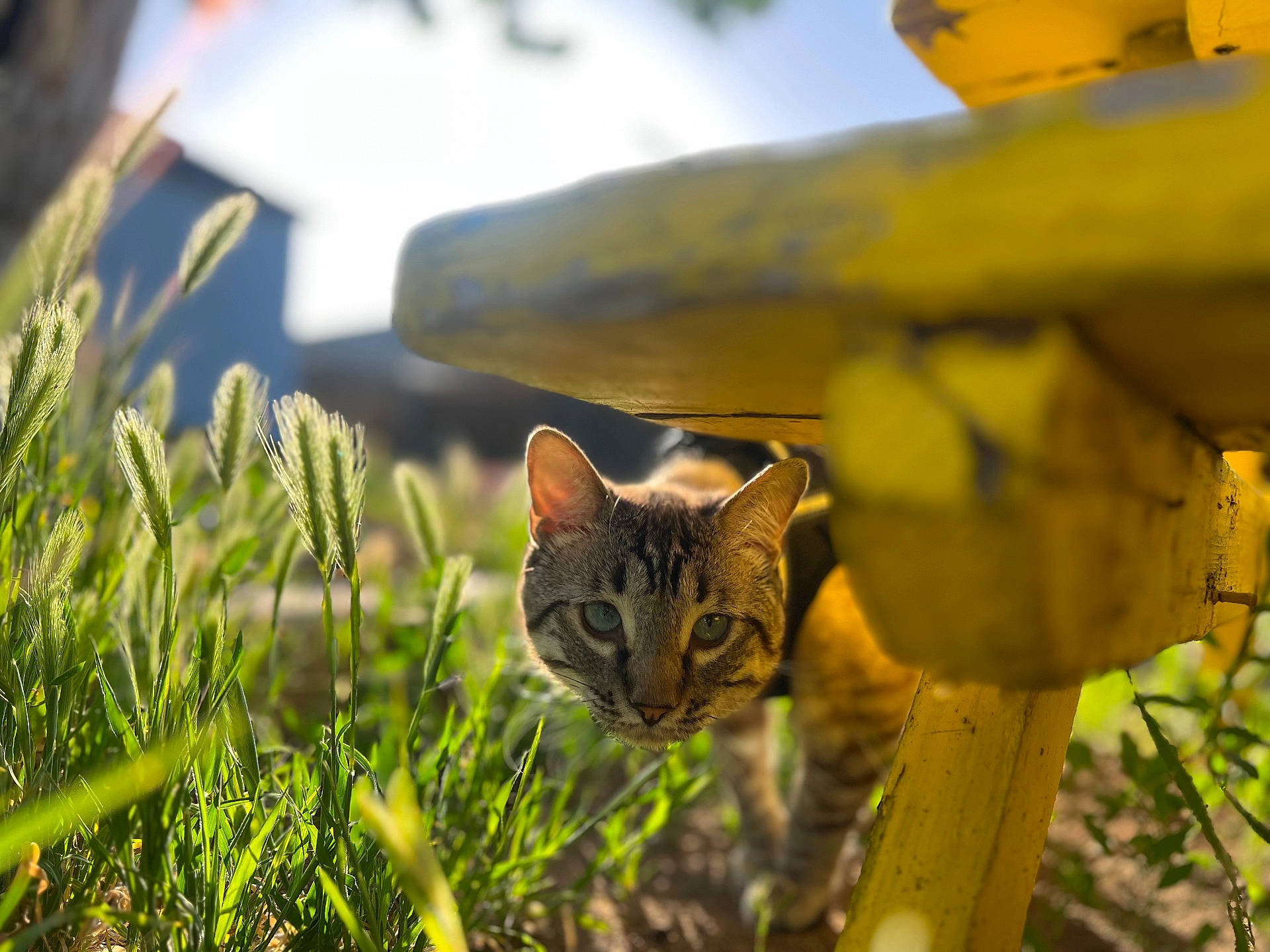 abyssinian, alloywheel, animal, car, carwheel, cat, field, grass, grassland, kitten, machine, manx, nature, pet, plant, spoke, tire, transportation, vehicle, wheel