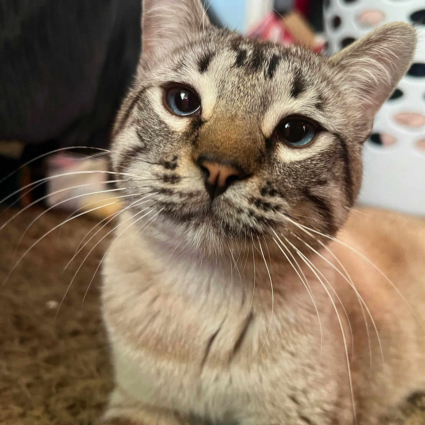 Simba Chad is registered to the contest to win money with this photo: animal, background_blur, blue_eyes, carpet, cat, close_up, curious, cute, domestic_cat, feline, fur, household, indoor, laundry_basket, lying_down, pet, portrait, soft_light, tabby_cat, whiskers