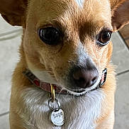 Sage is registered to the contest to win money with this photo: dog, small_dog, chihuahua, pet, close_up, collar, tag, paws, brown_fur, white_fur, floor_tiles, indoor, animal, cute, looking_up, ears, nose, eyes, standing, domestic_animal