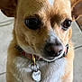 dog, small_dog, chihuahua, pet, close_up, collar, tag, paws, brown_fur, white_fur, floor_tiles, indoor, animal, cute, looking_up, ears, nose, eyes, standing, domestic_animal