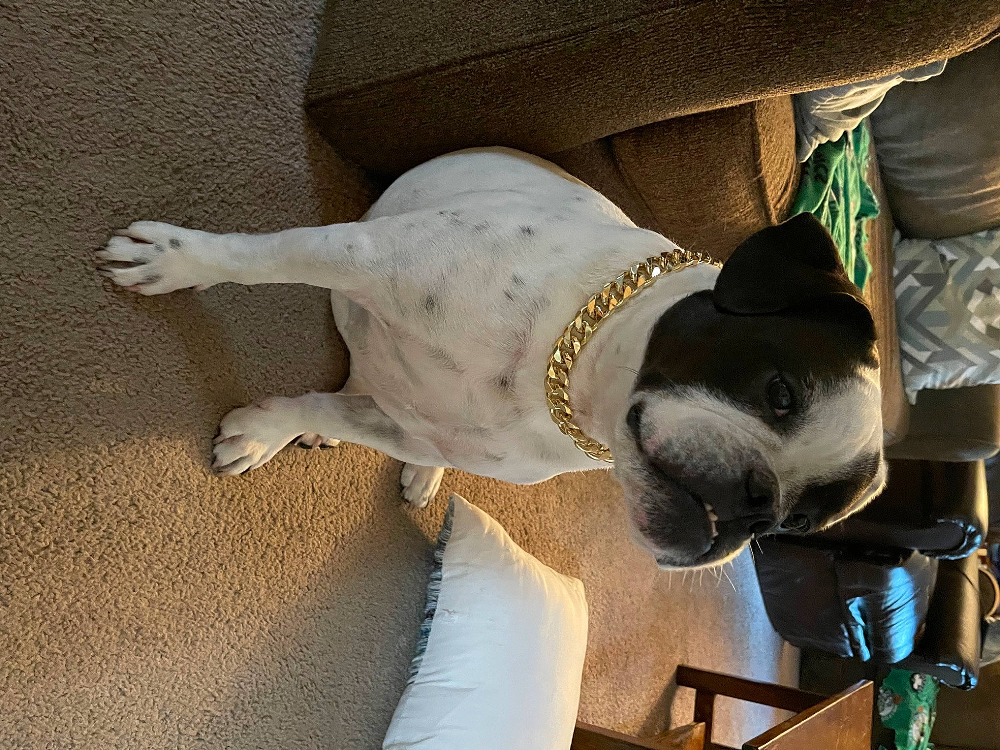 Tank is registered to the contest to win money with this photo: canidae, carnivore, collar, comfort, companion_dog, dog, dog_breed, dog_collar, ear, fawn, fur, guard_dog, head, non_sporting_group, pet_supply, snout, sporting_group, tail, terrestrial_animal, working_animal