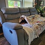 Cletus is registered to the contest to win money with this photo: animal, blanket, carpet, couch, cozy, decor, dog, flooring, furniture, home, indoor, living_room, natural_light, pet, photograph, plant, relaxing, resting, stuffed_animal, window