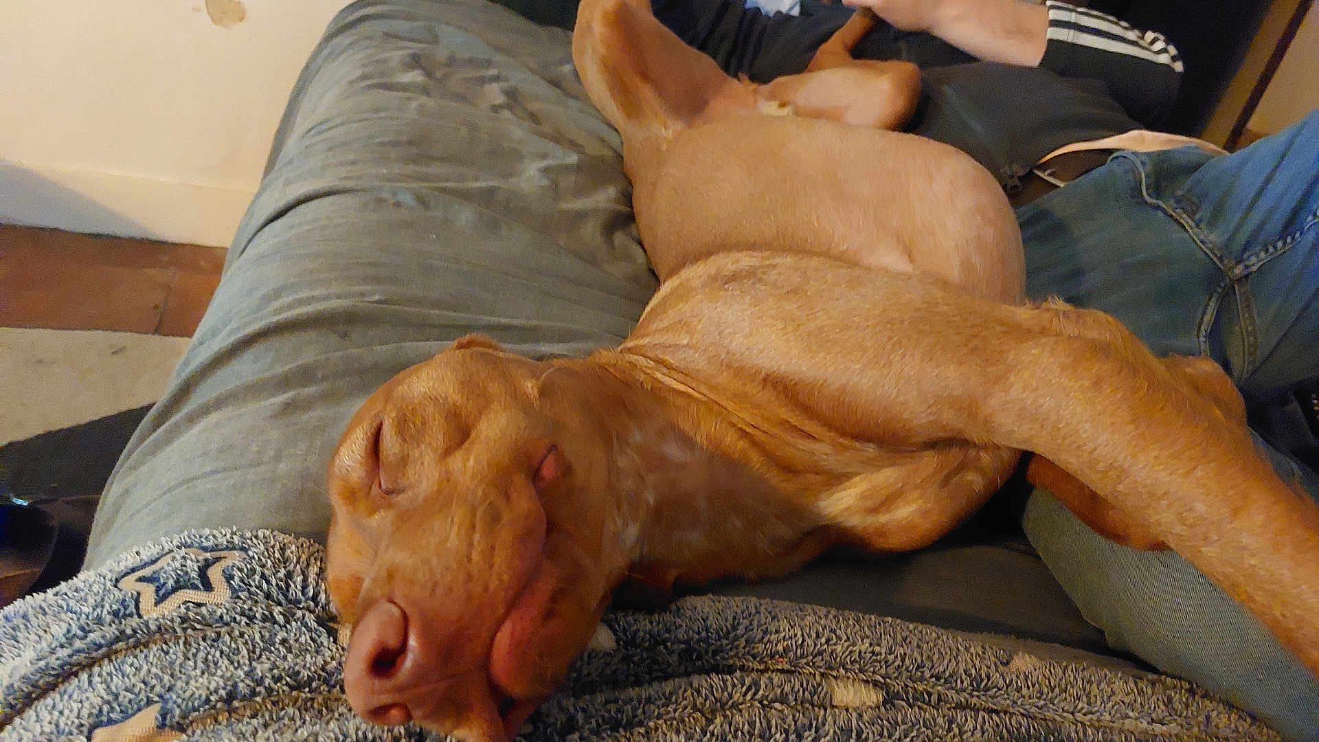 Hudson a rejoint le concours — aidez-le/la à gagner de superbes lots ! dog, sleeping, couch, blanket, human_leg, person_partial, indoor, cozy, brown_dog, muzzle, nose, pet, relaxed, couch_cushion, denim, sweater, sleeping_pet, close_up, home_interior, companion