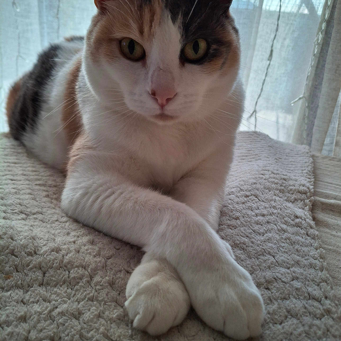Luna participe au concours pour gagner de l'argent avec cette photo : cat, calico_cat, pet, animal, feline, portrait, closeup, crossed_paws, green_eyes, whiskers, ears, fur, white_fur, orange_fur, black_fur, carpet, curtain, indoors, sunlight, relaxed