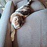 Luna participe au concours pour gagner de l'argent avec cette photo : cat, calico_cat, sleeping, sleepy, pet, animal, feline, couch, sofa, cushion, indoors, home, cozy, relaxed, stretching, paw, tail, fur, natural_light, nap