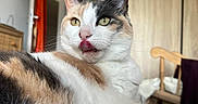 Luna a rejoint le concours — aidez-le/la à gagner de superbes lots ! cat, calico_cat, blep, tongue, pet, feline, animal, portrait, closeup, indoors, bedroom, bed, furniture, chair, wooden_door, white_fur, orange_fur, black_fur, green_eyes, relaxed