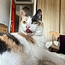 cat, calico_cat, blep, tongue, pet, feline, animal, portrait, closeup, indoors, bedroom, bed, furniture, chair, wooden_door, white_fur, orange_fur, black_fur, green_eyes, relaxed