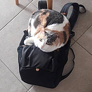 Luna participe au concours pour gagner de l'argent avec cette photo : cat, calico_cat, animal, pet, feline, sitting, backpack, bag, black_bag, tile_floor, indoor, chair, furniture, portrait, looking_at_camera, whiskers, ears, fur, tricolor, domestic_animal