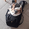 cat, calico_cat, animal, pet, feline, sitting, backpack, bag, black_bag, tile_floor, indoor, chair, furniture, portrait, looking_at_camera, whiskers, ears, fur, tricolor, domestic_animal