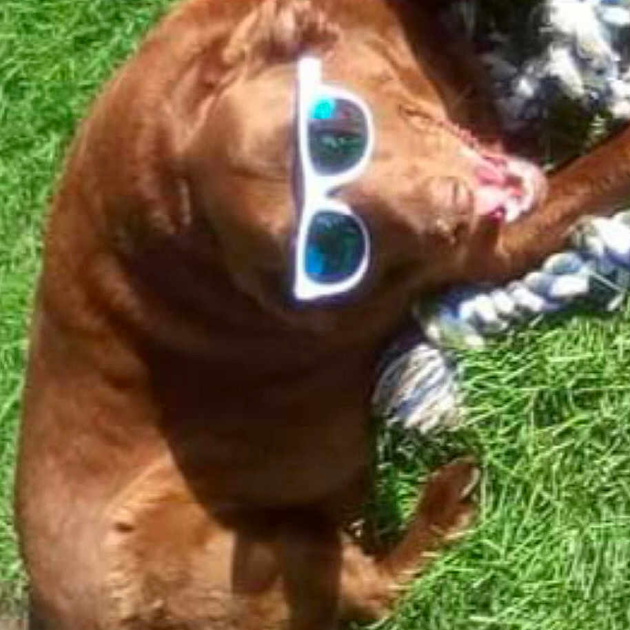 Chocolate Chip is registered to the contest to win money with this photo: animal, brown_dog, canine, companion, cute, dog, domestic_animal, grass, leisure, lying_down, outdoor, pet, playful, relaxed, rope_toy, summer, sunglasses, sunlight, sunny, toy