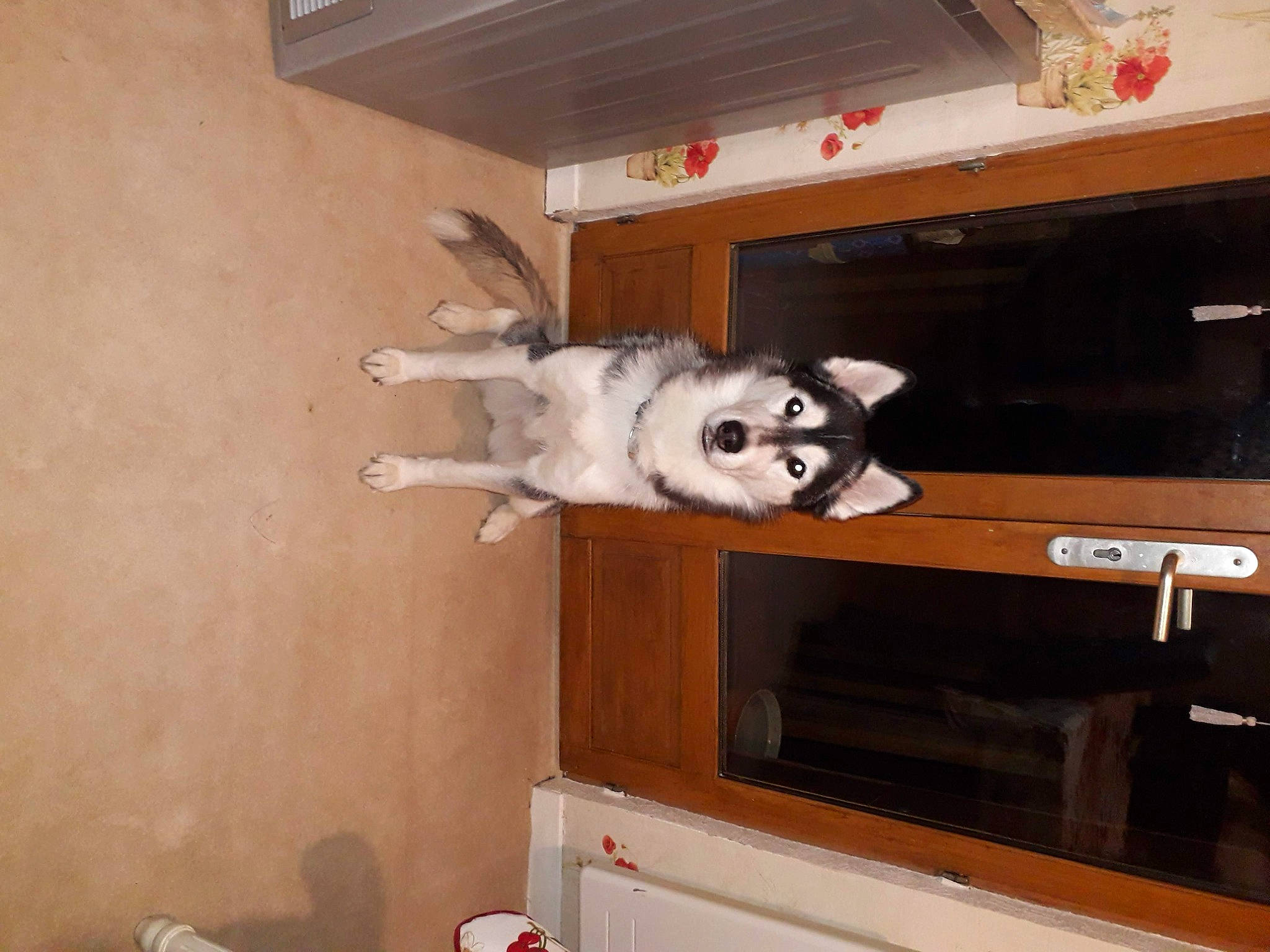 Nina participe au concours pour gagner de l'argent avec cette photo : carnivore, companion_dog, dog, dog_breed, fawn, felidae, flooring, fur, hardwood, home_appliance, room, shelf, siberian_husky, small_to_medium_sized_cats, sporting_group, tail, television, whiskers, wood, working_animal