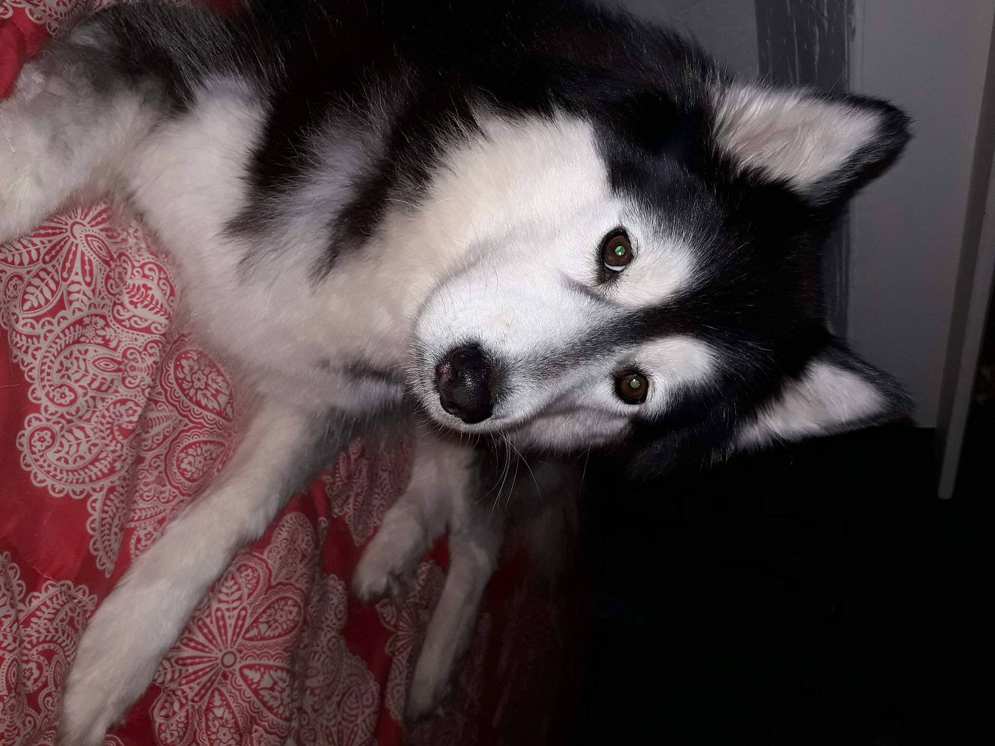 Nina a rejoint le concours — aidez-le/la à gagner de superbes lots ! ancient_dog_breeds, canadian_eskimo_dog, canidae, canis, carnivore, companion_dog, dog, dog_breed, fur, grey, sled_dog, snout, sporting_group, tail, terrestrial_animal, whiskers, wildlife, wolf, working_animal, working_dog