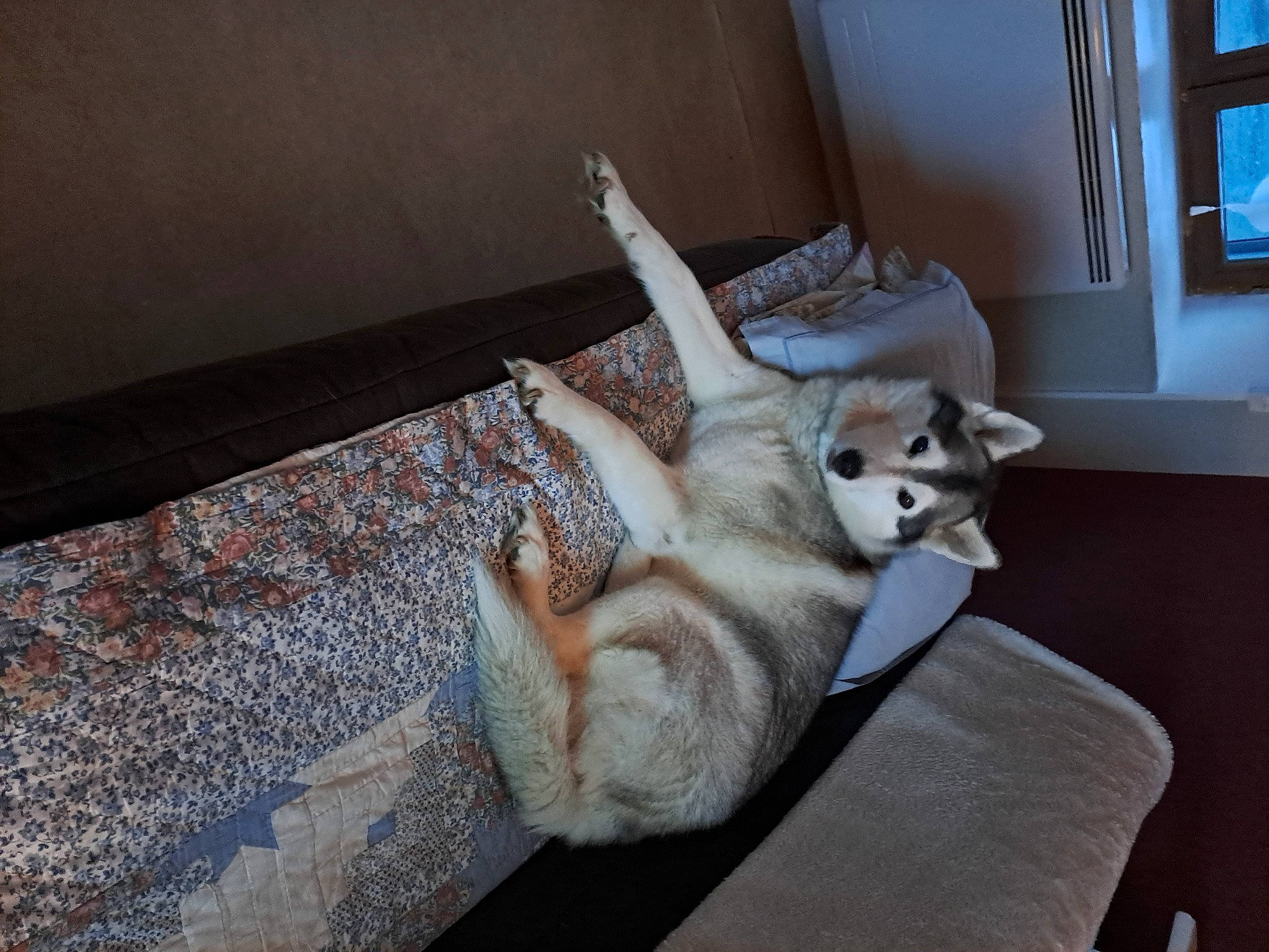 Nina a rejoint le concours — aidez-le/la à gagner de superbes lots ! carnivore, cat, comfort, companion_dog, couch, dog_breed, fawn, felidae, flooring, hardwood, jaw, mammal, paw, small_to_medium_sized_cats, snout, sporting_group, tail, whiskers, window, wood