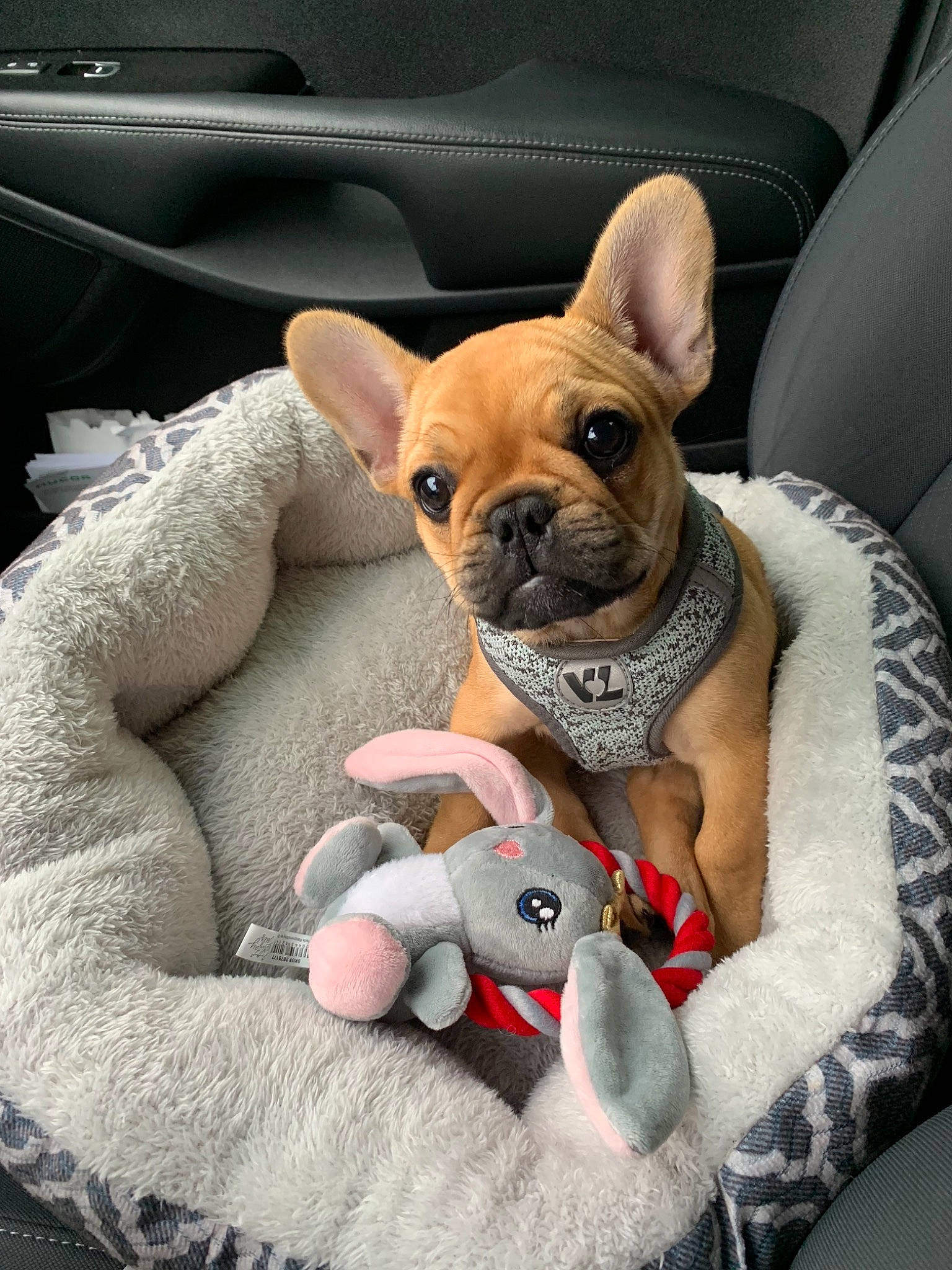 Zola joined the competition — help win amazing prizes! bulldog, canidae, car, car_seat, carnivore, companion_dog, dog, dog_breed, fawn, french_bulldog, mammal, non_sporting_group, puppy, puppy_love, snout, toy_bulldog, toy_dog, vehicle, vertebrate