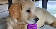 Maya participe au concours pour gagner de l'argent avec cette photo : animal, canine, cockerspaniel, dog, dogbed, goldenretriever, indoors, interiordesign, labradorretriever, pet, puppy, whitedog