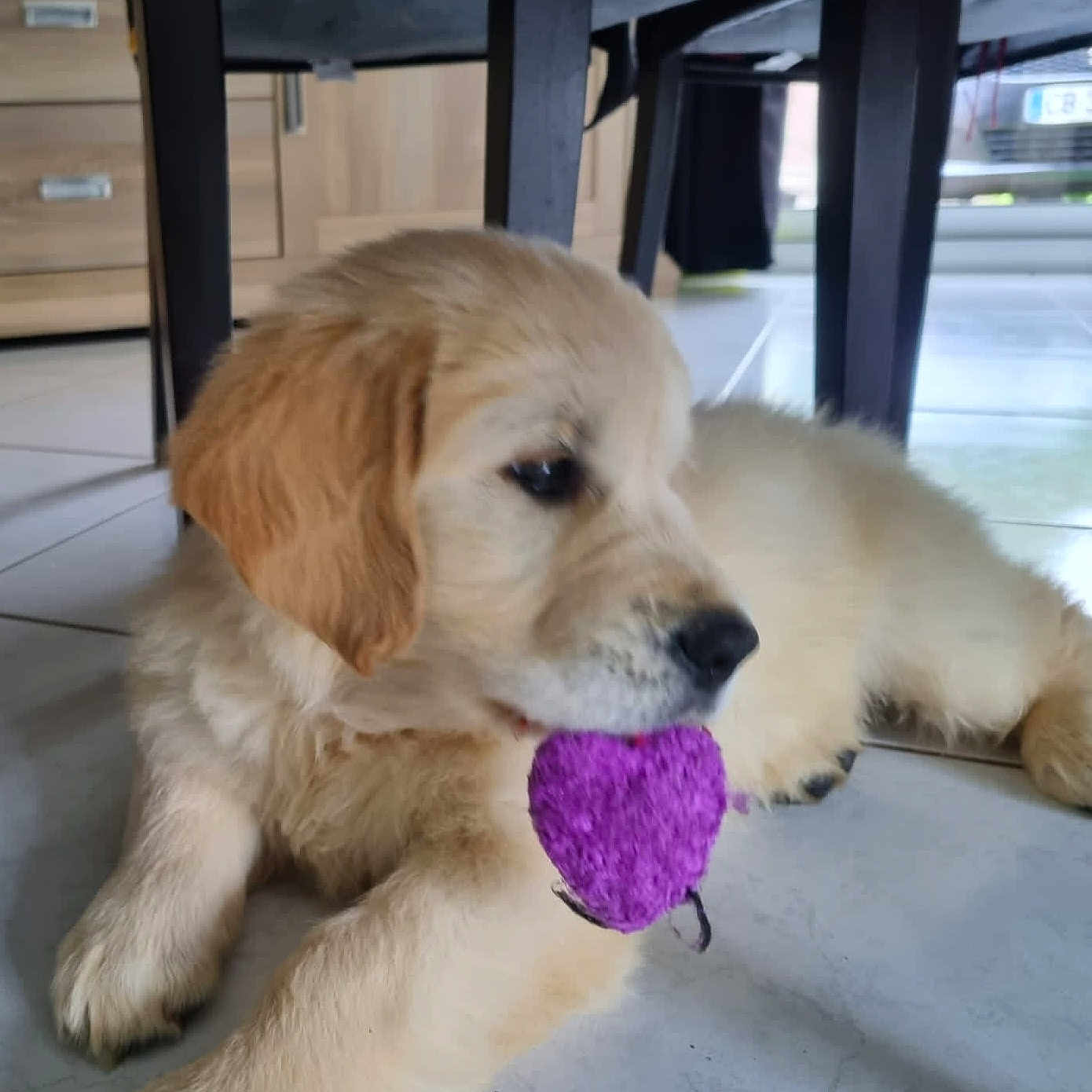 Maya participe au concours pour gagner de l'argent avec cette photo : animal, canine, cockerspaniel, dog, dogbed, goldenretriever, indoors, interiordesign, labradorretriever, pet, puppy, whitedog