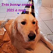Maya a rejoint le concours — aidez-le/la à gagner de superbes lots ! animal, birthdaycake, cake, canine, clothing, cone, costume, cream, dessert, dog, food, goldenretriever, hat, hound, labradorretriever, partyhat, person, pet, puppy