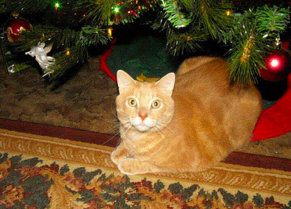 Teetee is registered to the contest to win money with this photo: art, carnivore, cat, christmas, christmas_decoration, christmas_ornament, christmas_tree, domestic_short_haired_cat, event, evergreen, fawn, felidae, flooring, holiday, holiday_ornament, ornament, small_to_medium_sized_cats, tail, whiskers, wood