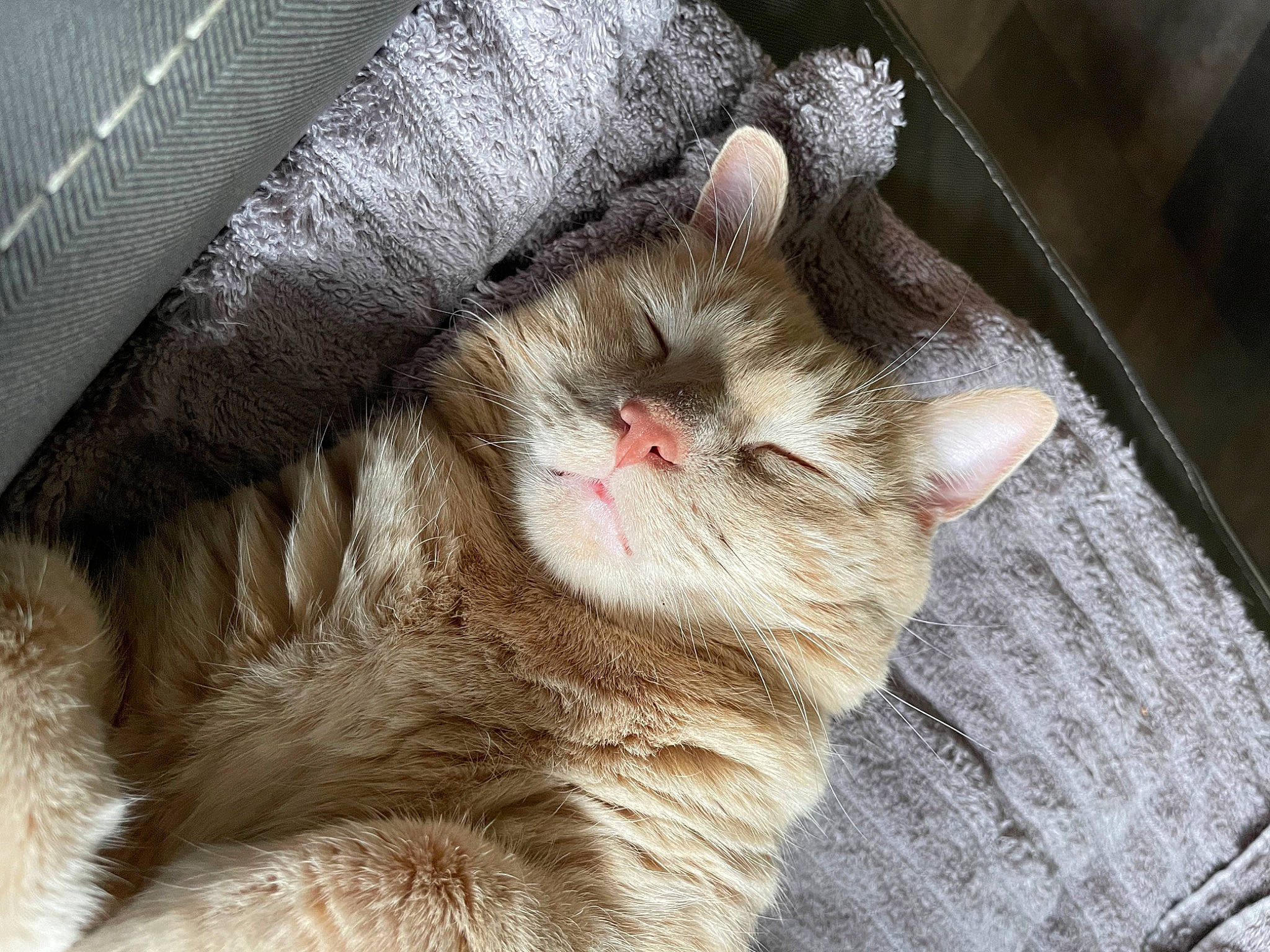 Teetee joined the competition — help win amazing prizes! animal_shelter, carnivore, cat, claw, domestic_short_haired_cat, fawn, felidae, fur, paw, small_to_medium_sized_cats, snout, tail, whiskers, window, wood