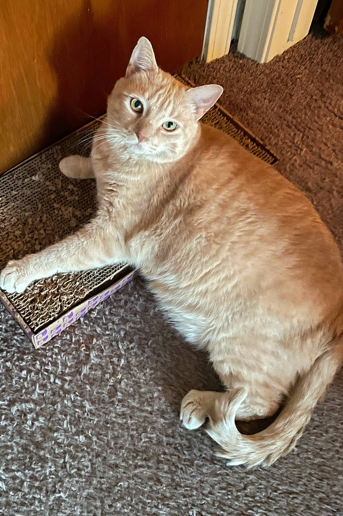 Teetee joined the competition — help win amazing prizes! carnivore, cat, claw, comfort, domestic_short_haired_cat, fawn, felidae, foot, fur, paw, pet_supply, sitting, small_to_medium_sized_cats, snout, tail, terrestrial_animal, whiskers, wood