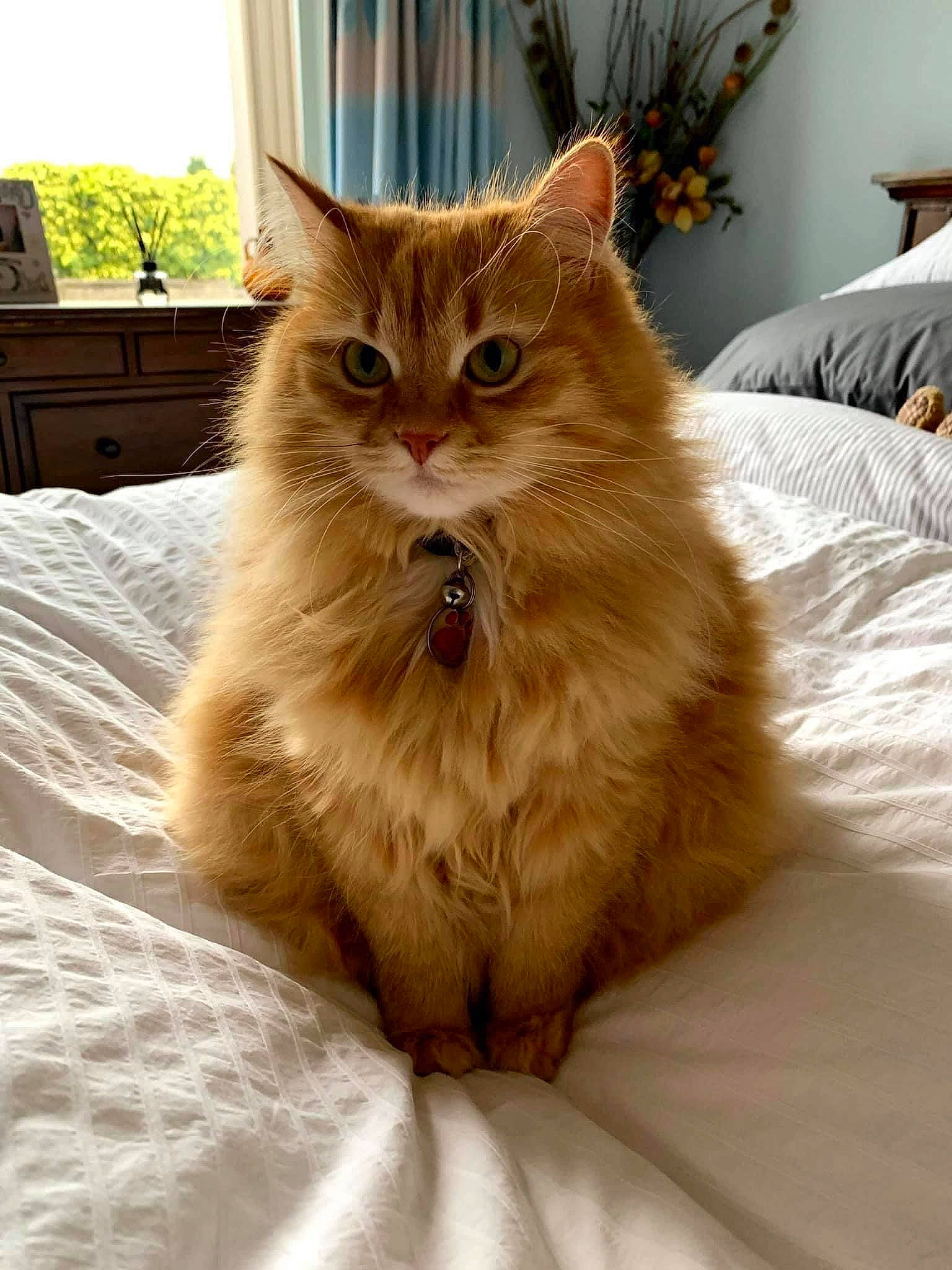 Freyja joined the competition — help win amazing prizes! bed, british_longhair, carnivore, cat, claw, comfort, fawn, felidae, flooring, fur, hardwood, houseplant, plant, sitting, small_to_medium_sized_cats, snout, tail, whiskers, window, wood