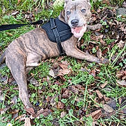 Vasco participe au concours pour gagner de l'argent avec cette photo : accessories, animal, bulldog, canine, dog, grass, harness, hound, labradorretriever, leaf, leash, outdoors, pet, pitbull, plant, puppy, slate, soil, strap, vegetation