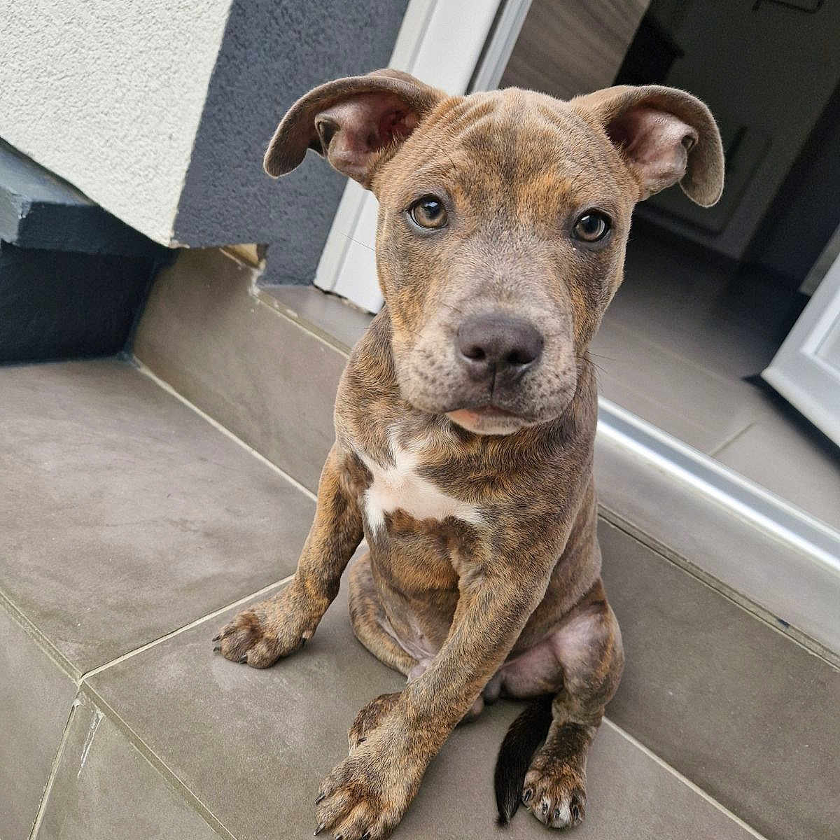 Vasco participe au concours pour gagner de l'argent avec cette photo : animal, boxer, bulldog, canine, dog, door, frenchbulldog, hardwood, hound, indoors, interiordesign, mat, pet, pitbull, puppy, slate, snout, window, windowsill, wood