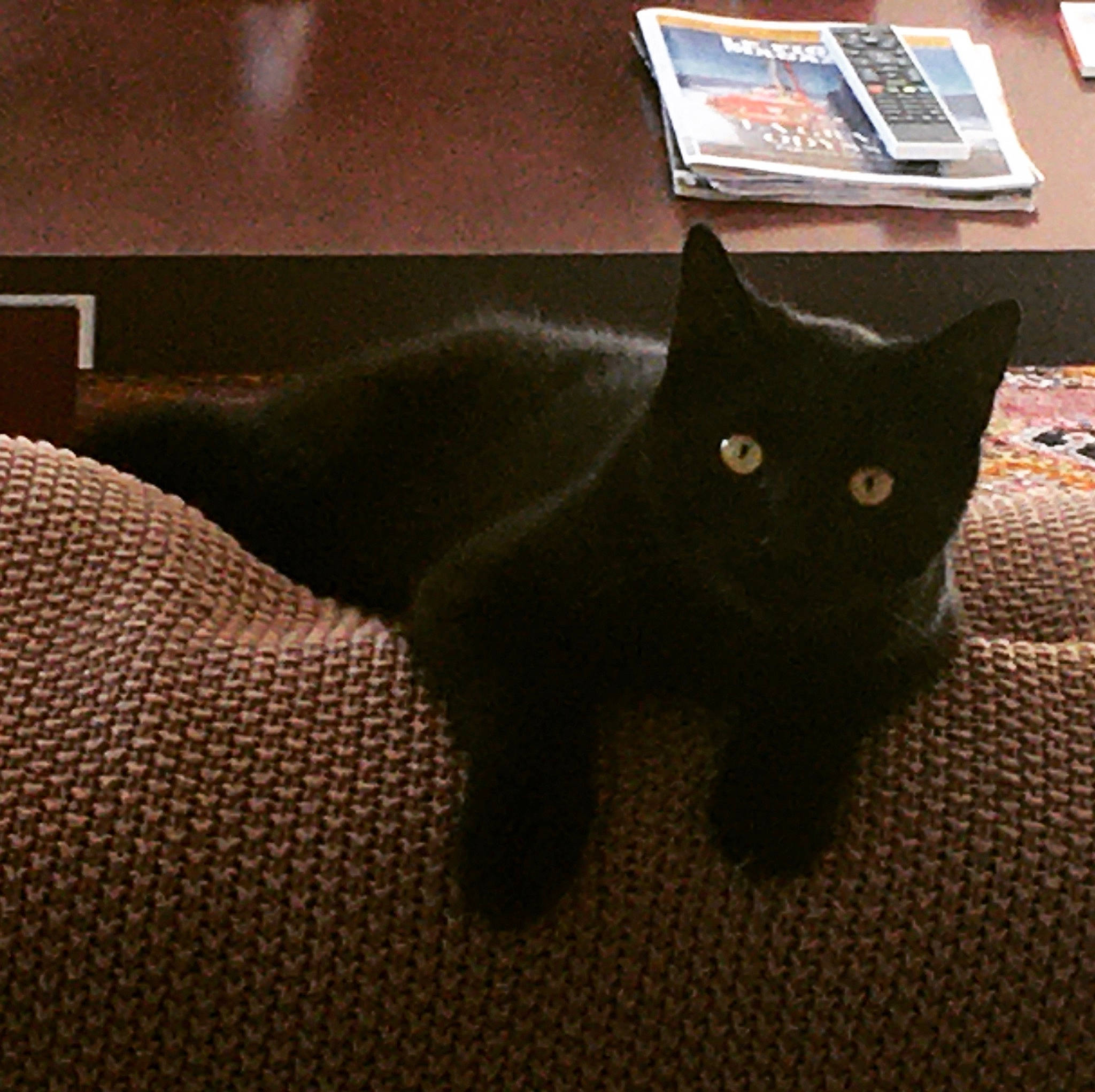 Pancake participe au concours pour gagner de l'argent avec cette photo : black_cat, bombay, carnivore, cat, claw, comfort, domestic_short_haired_cat, felidae, flooring, fur, grey, linens, paw, room, small_to_medium_sized_cats, snout, tail, whiskers, window, wood