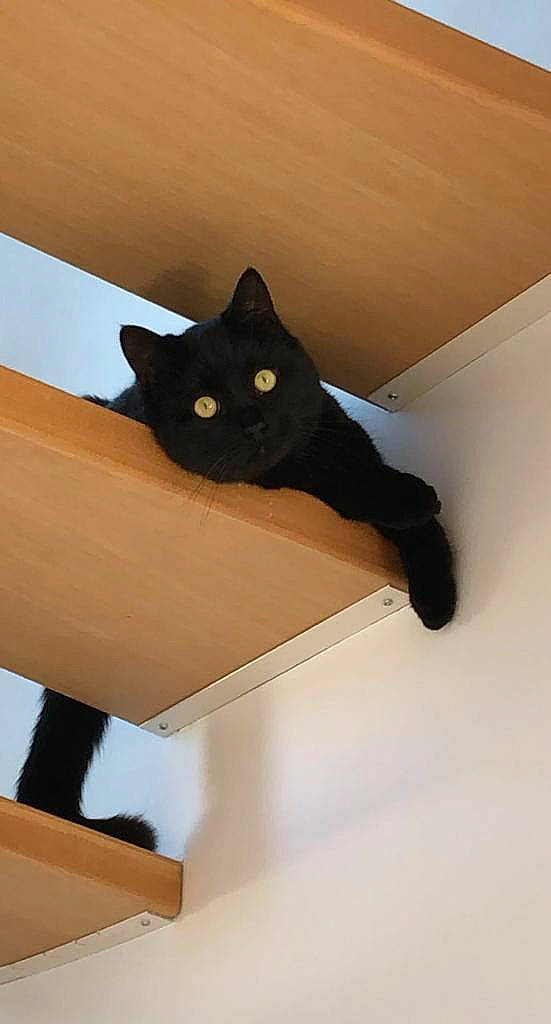 Pancake participe au concours pour gagner de l'argent avec cette photo : black_cat, bombay, cardboard, carnivore, cat, domestic_short_haired_cat, felidae, fur, hardwood, paper_product, room, shadow, small_to_medium_sized_cats, stairs, tail, tints_and_shades, whiskers, window, wood