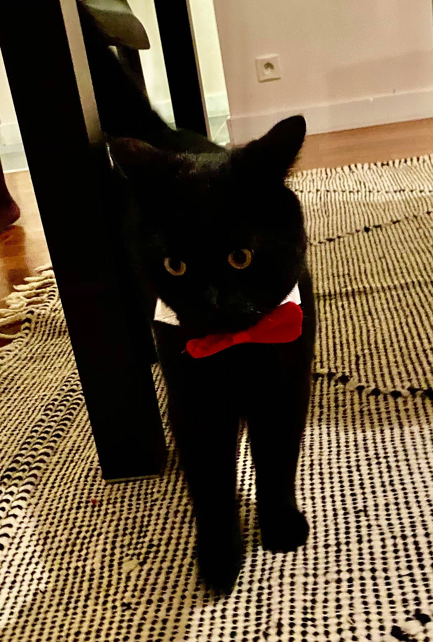 Pancake participe au concours pour gagner de l'argent avec cette photo : black_cat, bombay, carmine, carnivore, cat, domestic_short_haired_cat, felidae, floor, flooring, fur, hardwood, shadow, small_to_medium_sized_cats, snout, tail, terrestrial_animal, tints_and_shades, whiskers, wood