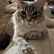 Luna joined the competition — help win amazing prizes! cat, animal, pet, fluffy, close_up, paw, fur, whiskers, indoor, blanket, person, resting, relaxation, cozy, living_room, furniture, shelf, books, face, portrait