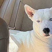 Blue joined the competition — help win amazing prizes! animal, blue_eyes, calm, canine, car_seat, closeup, dog, domestic_animal, ears, fur, inside_car, leather_seat, nose, pet, portrait, resting, seatbelt, sunlight, vehicle_interior, white_dog