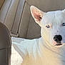 animal, blue_eyes, calm, canine, car_seat, closeup, dog, domestic_animal, ears, fur, inside_car, leather_seat, nose, pet, portrait, resting, seatbelt, sunlight, vehicle_interior, white_dog