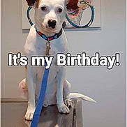 Dodger is registered to the contest to win money with this photo: animal, birthday, blue, celebration, collar, decor, dog, domestic_animal, ears, indoor, leash, metal_surface, painting, pet, portrait, sitting, table, text_overlay, wall_art, white_dog